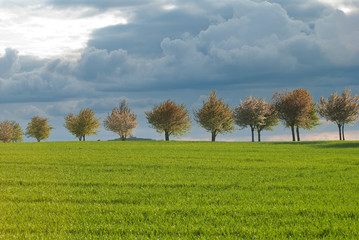 Obraz premium Tree Line