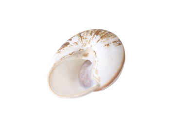 Schneckenhaus_apricot_unten