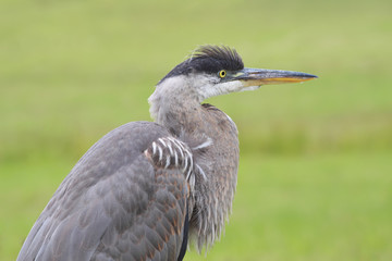 great heron