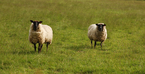 Obraz premium moutons