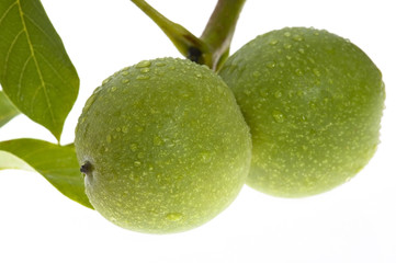 growing walnuts isolated on the white