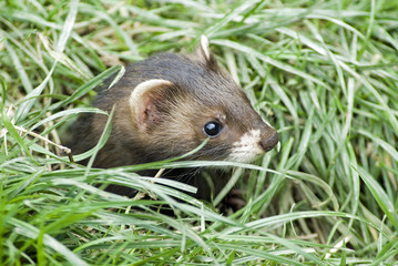 Polecat