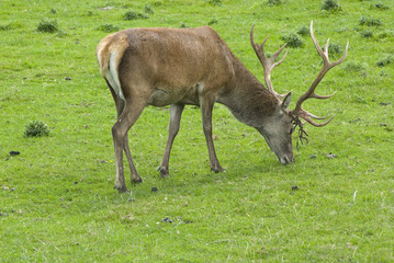 Obraz premium Red Deer
