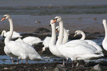 Mute Swans.