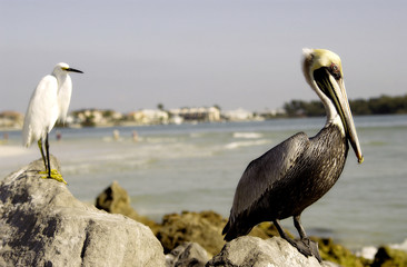 Pelican and egret