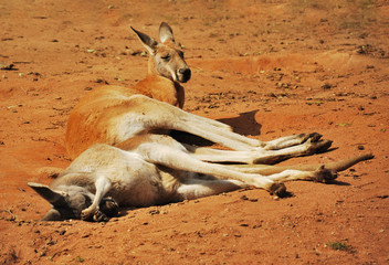 Red kangaroo