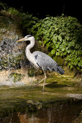 Grey Heron Waiting For A Meal