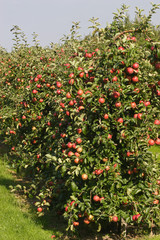 Fototapeta na wymiar Red apples on a tree in the region of 