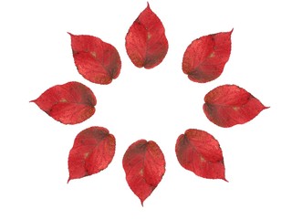 Red autumn leaves an white background