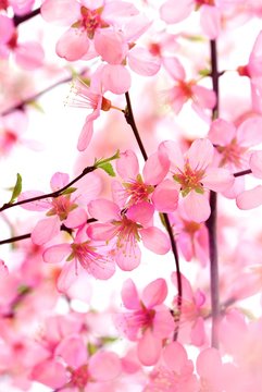 Fototapeta Beautiful Pink Flower Blossom on White