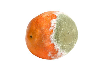 Moldy rotten orange