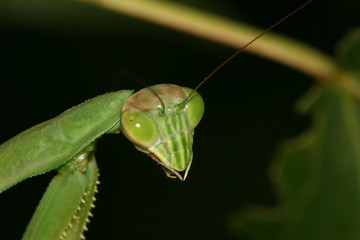 mantis