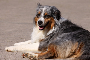 Australian Shepherd