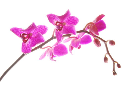 orchide