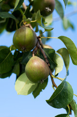 pear tree