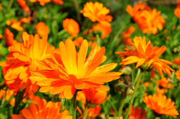 Blume Ringelblume orange