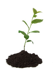 Green plant over white
