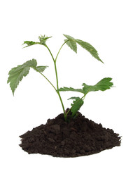 Green plant over white