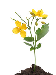 Chelidonium majus with flowers over white
