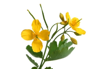 Chelidonium majus with flowers over white