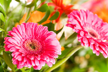 Red gerbera flower agaisnt green blurred background