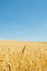 Wheat field on the bright summer day