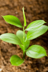 New life concept - green seedling growing out of soil