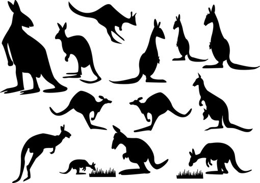 kangaroo silhouette