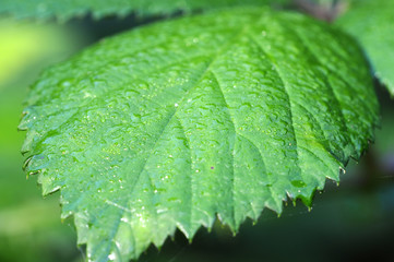 Blatt - Brombberstrauch