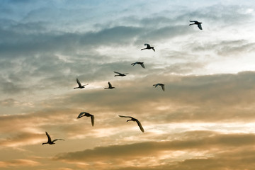 Swans flying on the sunset