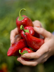 organic red pepers in hands