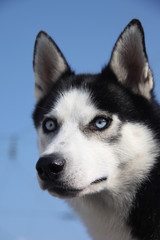 Husky