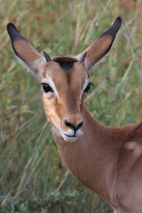 Young impala portrait with attentive pose; Aepyceros melampus;