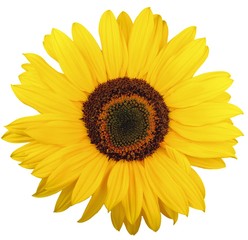 beautiful yellow sunflower on white