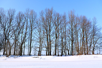 winter riverside wood