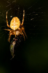 European Garden Spider with prey