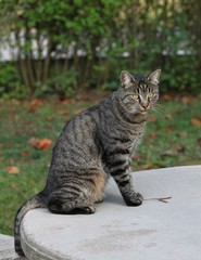 Naklejka na ściany i meble Autumn : cat on table outside