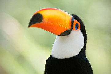 Naklejka premium Head close-up of a Toco Toucan (Ramphastos toco)
