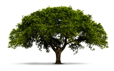un arbre avec feuilles vertes - isol&eacute; sur blanc avec ombre