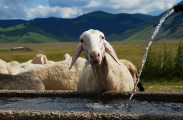 An interested sheep