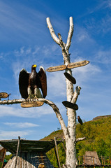 der Adler weist den Weg