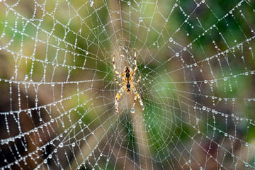 spider on wet web