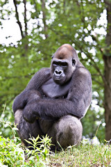 Male silverback gorilla