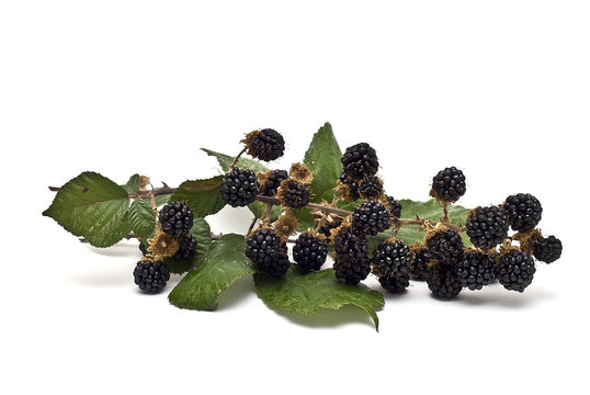 Moras en su rama.