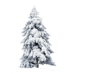 Snowy pine tree isolated on white