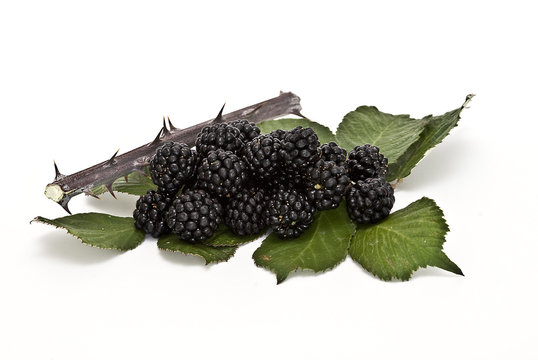 Moras y espinas.