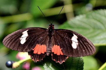 A delicate  cattleheart butterfly