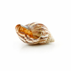 Colored Seashell Scallop Isolated on White