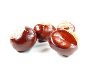 chestnut