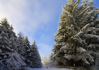 winter im wald